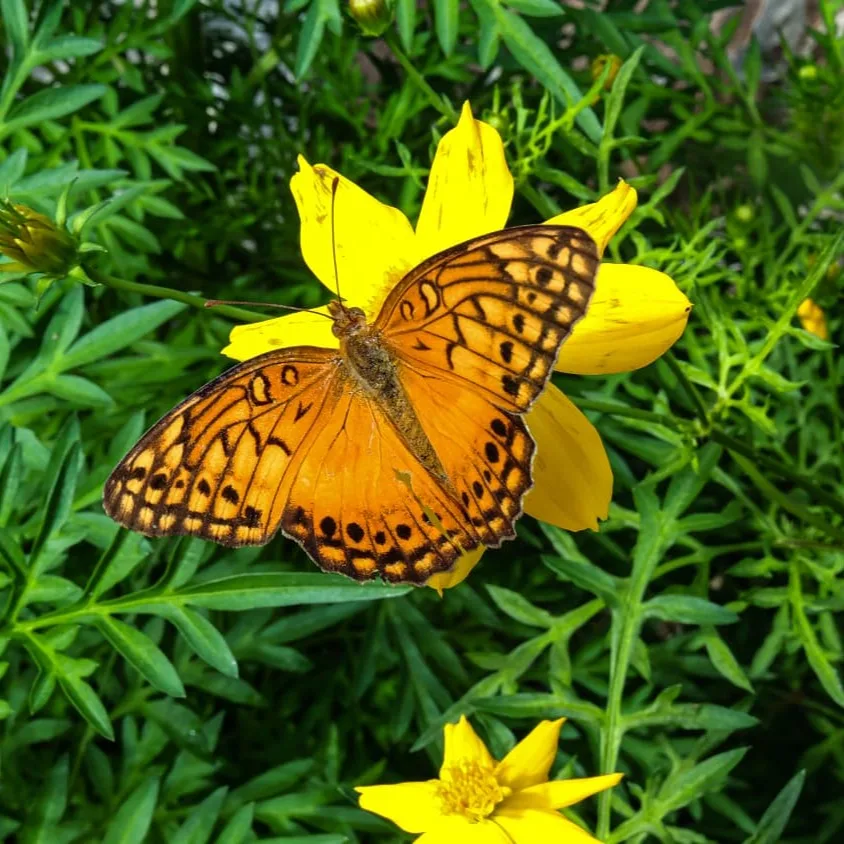 Borboleta laranja com as asas abertas pousada em uma flor amarela, entre folhas verdes.